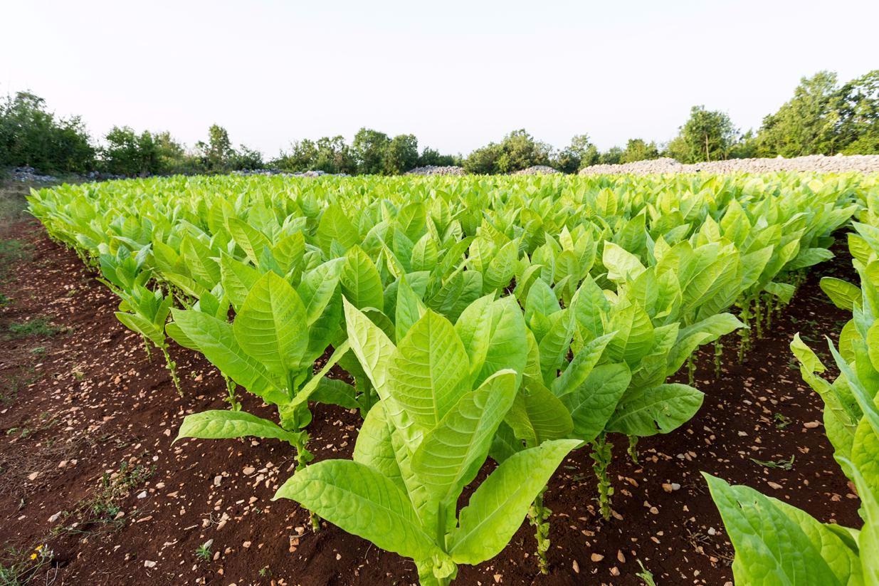 1600-s-crops-to-sell-tobacco