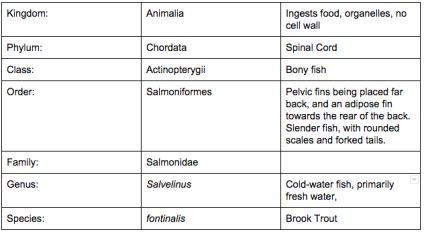 Turtle Classification Chart