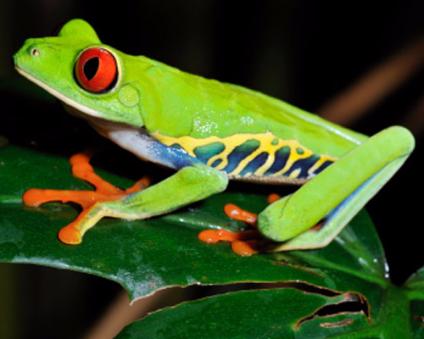 Silver Hearted Tree Frog Sutori