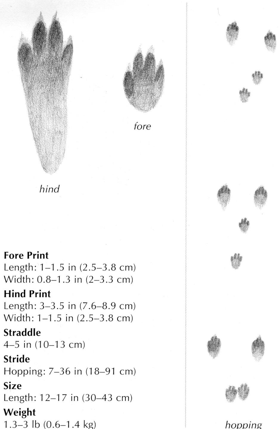 tracks/claws