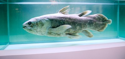Selk rankainen Varsiev kala Kalan Ev t Olivat Todella Vahvat Jotka Selk rankainen Varsiev kala Kalan Ev t Olivat Todella Vahvat Jotka
