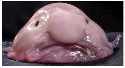 What the Heck Is a Blobfish?