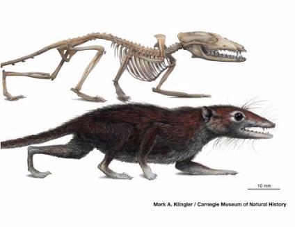 mammal jurassic sinensis mammals fossil ancestor earliest humans nenek moyang known mammel jrassic milestone sutori science20 tigers rhinos prehistoric eutheria