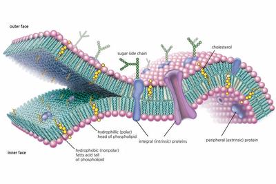 Cell Membrane