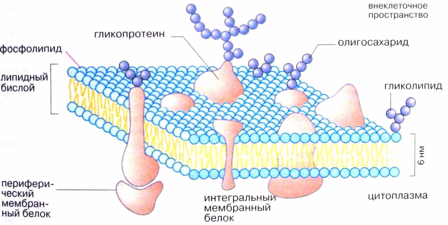 Схема строения клеточной мембраны