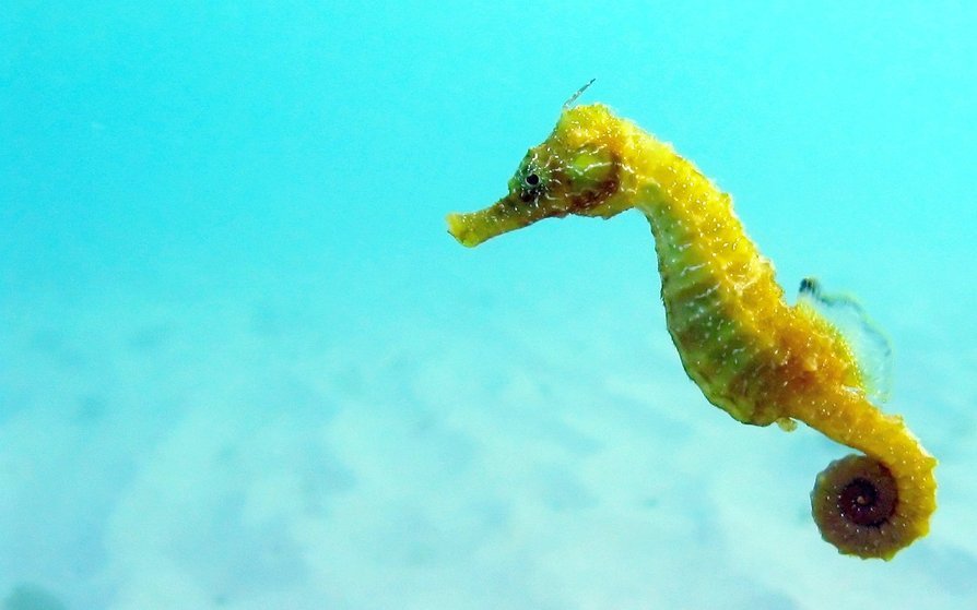 Some animals, including seahorses and platypuses, do not have stomachs