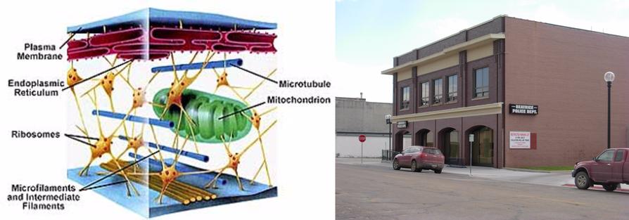 The cytoskeleton holds the cell together and gives it structure ...