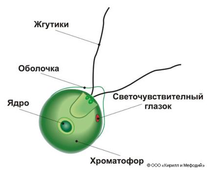 Хламидомонада и хлорелла рисунок