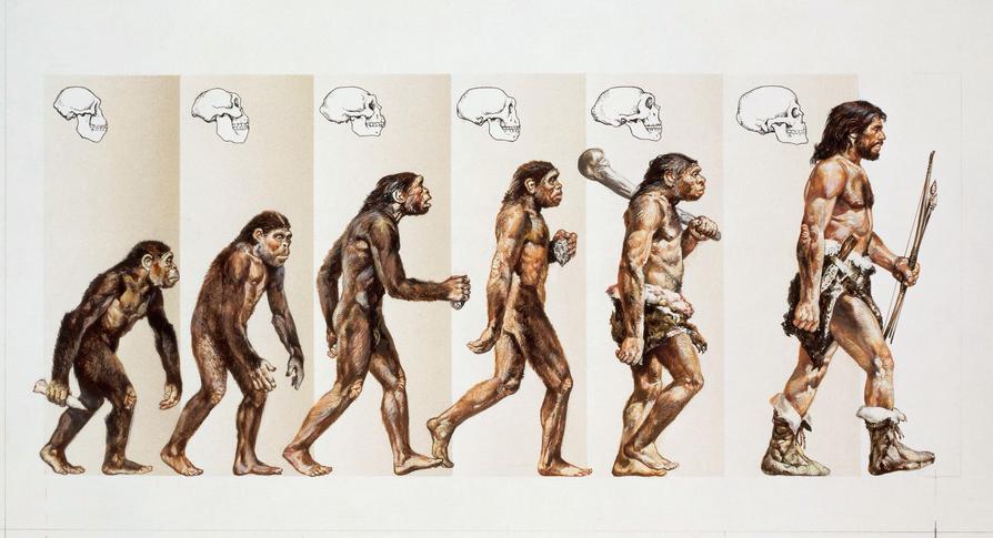 Body evolution over the years
