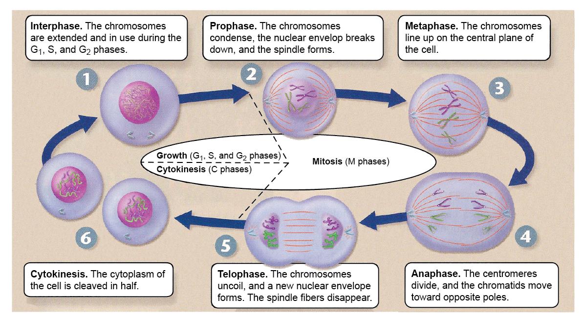 6 жизненный цикл клетки. Фазы жизненного цикла соматической клетки. Размножение клетки и ее жизненный цикл. Стадии жизненного цикла клетки. Жизненный цикл соматической клетки схема.