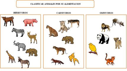 Clasificacion de los animales segun su alimentacion. Aprende más con ...