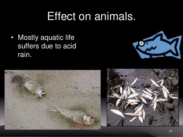 2-Ways it affects the animals the acid rain can... | Sutori