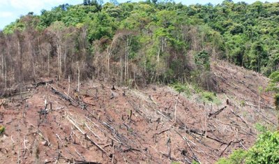 The permanent destruction of forests so that land can be available for ...