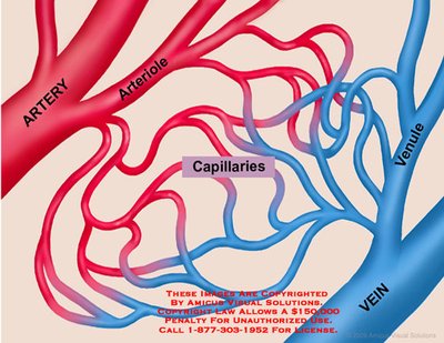 Arteries become smaller into arterioles that connect to a capillary bed ...