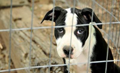 Dog-Proof” Traps Don't Shield Animals from Suffering