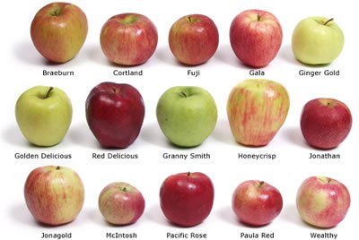 There's a lot of types of apples, some of them more delicious that the ...