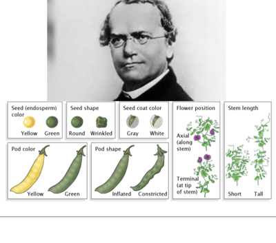 sutori 1856 gregor mendel