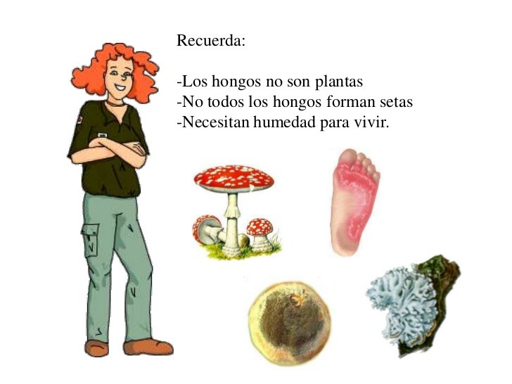 Reino de los Hongos