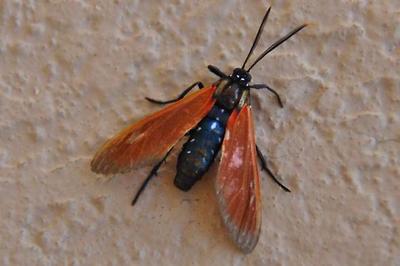 First Flyhing Insects The first winged insects evolved.