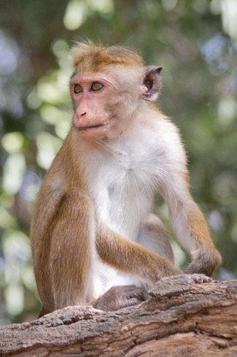 50-55 Million years ago the first ever monkey was seen on Earth.