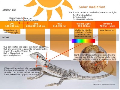 The Bearded Dragon's Guide To Heat and Humidity Requirements 