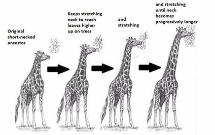 Lamarck's giraffes