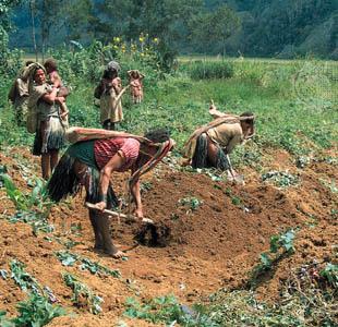 1. Humans invent agriculture (and therefore, civilization) by growing ...
