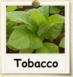 canada class action lawsuit tobacco Cannabis lawsuit alleges six major Canadian banks discriminate against industry canada class action lawsuit tobacco Cannabis lawsuit alleges six major Canadian banks discriminate against industry