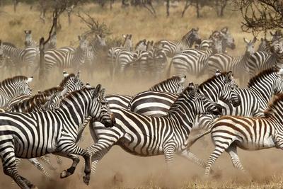 spotted zebra life expenctancy