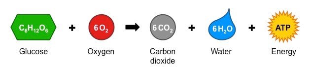 cellular-respiration-equation