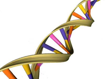 dna structure classroom activity clipart