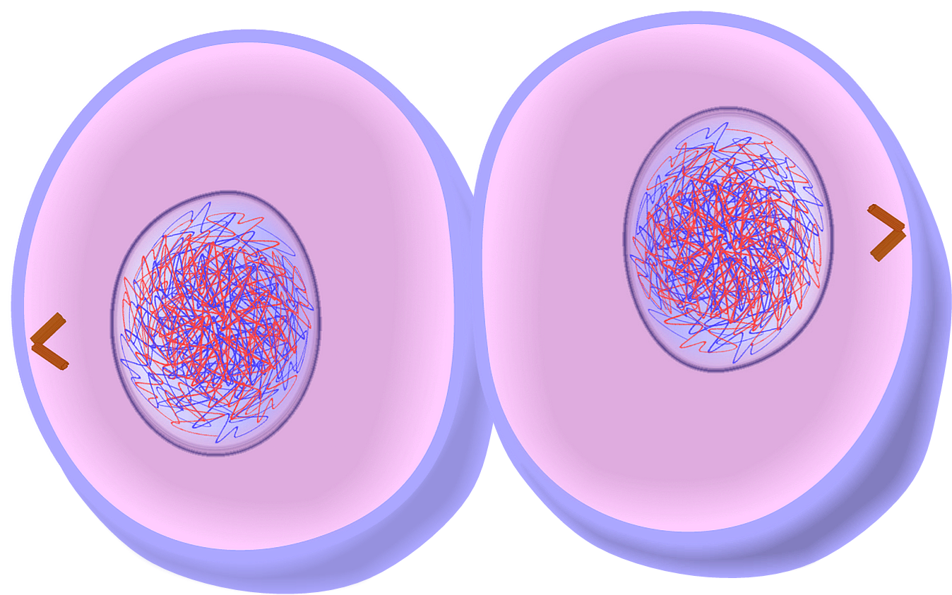 Деление тетраплоидной клетки. Цитокинез митоза. Телофаза митоза цитокинез. Телофаза и цитокинез. Цитокинез в мейозе.