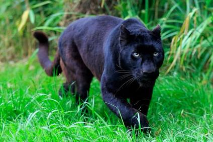 The Black Panther | Sutori