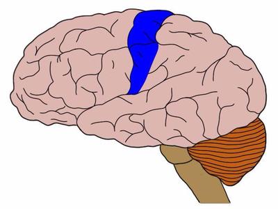 Somatosensory cortex