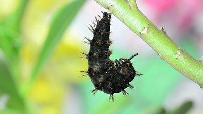 The caterpillar attaches itself to the leaf.