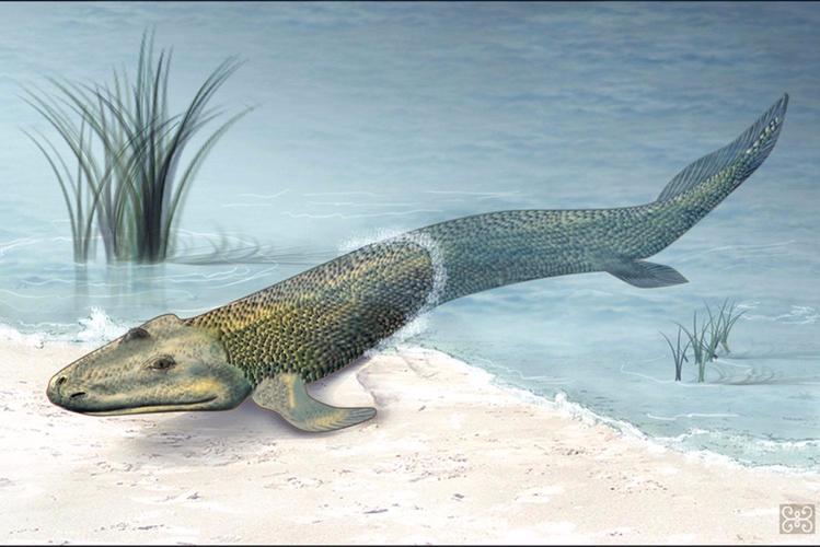 Leopardfish Evolution Some types of fish, and bugs come onto land.