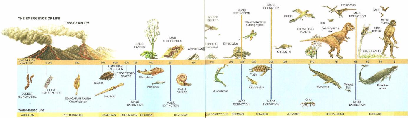 Life on earth (135 to 440 million years ago). | Sutori