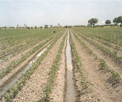 Cotton Fields on the steppes