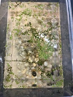 Microcosm Lab A look from above