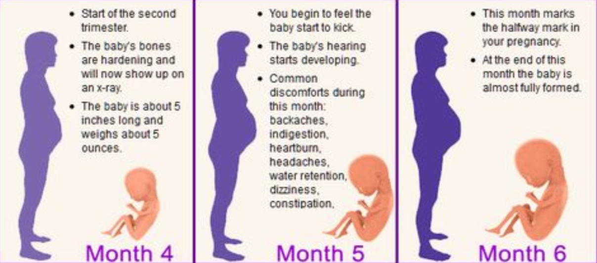Full month. Second trimester of pregnancy. Pregnancy process in month. Sizes of a Baby each month of pregnancy. Trimester names.
