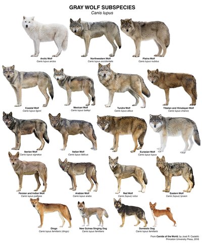 A collection of some of the main subspecies of Wolf across the globe.