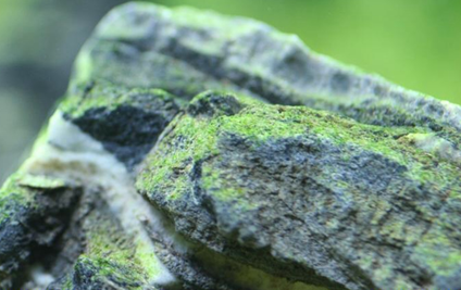 The life found on a rock were tiny organisms that feasted on minerals ...