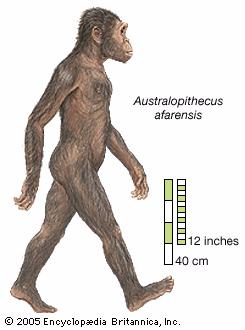 Prehistory And Human Evolution Sutori