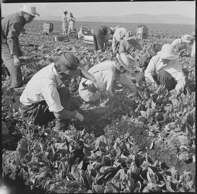 Tule Lake Relocation Center, Newell, California. Harvesting spinach ...