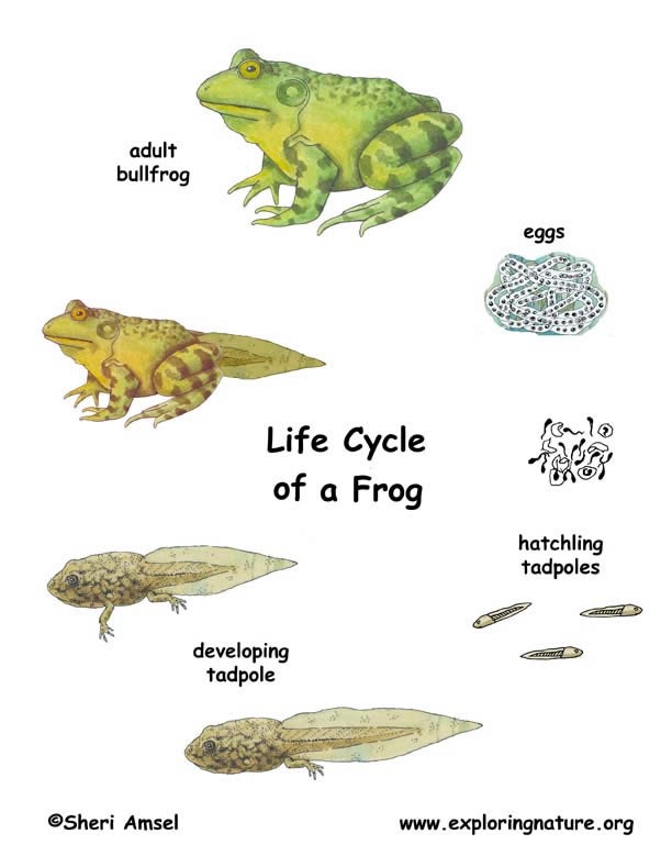 Life Cycle of The North American Bullfrogs