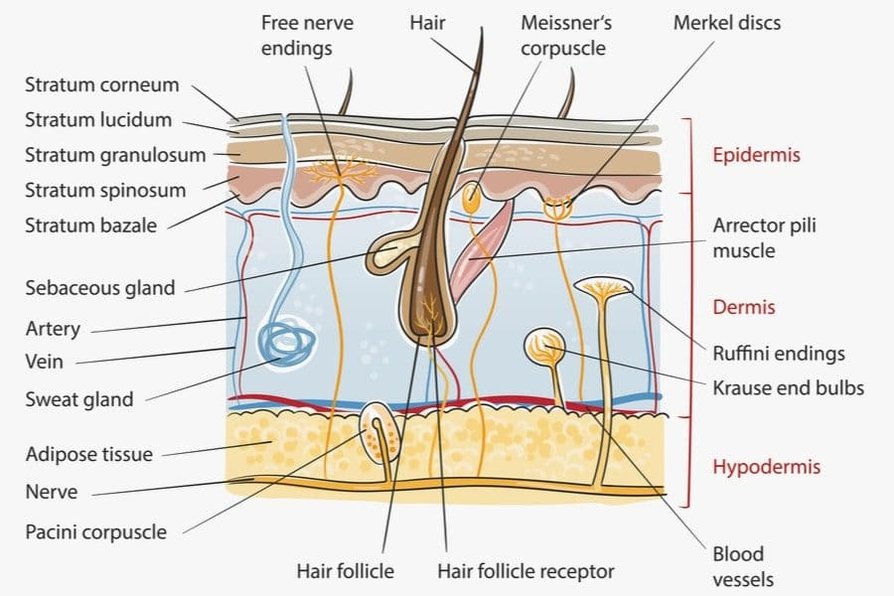 Structures Of The Integumentary System: