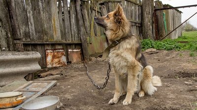 Kutyák és farkasok | Sutori