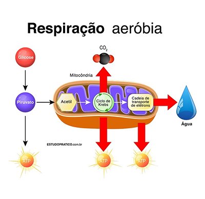 A respiração aeróbica