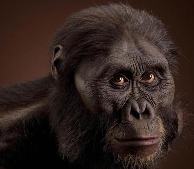 Australopithecus Afarensis