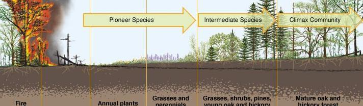 Primary Succession Timeline Worksheet Answers